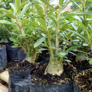  BIBIT  KAMBOJA  ADENIUM BUNGA  TUMPUK  Shopee Indonesia