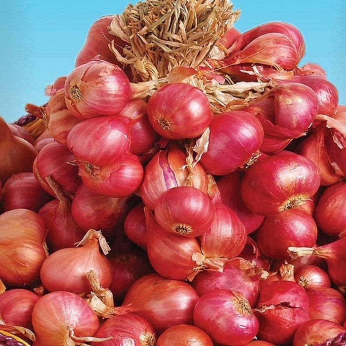 Benih/Biji Bawang Merah