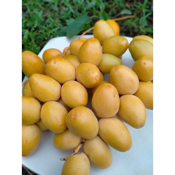 

KURMA MUDA UNTUK PROGRAM HAMIL