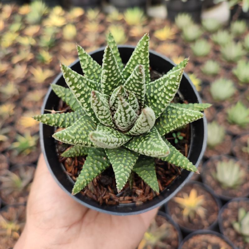 Haworthia Circle | DP 10cm