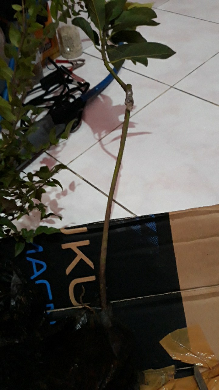 Bibit Alpukat Kendil Super Unggul