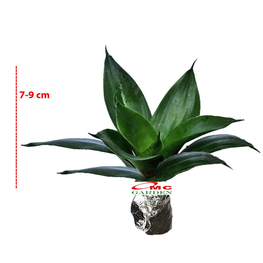 Lidah Mertua Mini Sansevieria Sansivera Pagoda Hahnii Jade Hijau 0709