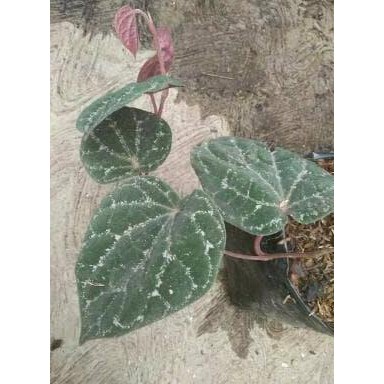 BIBIT TANAMAN SIRIH WULUNG ASLI