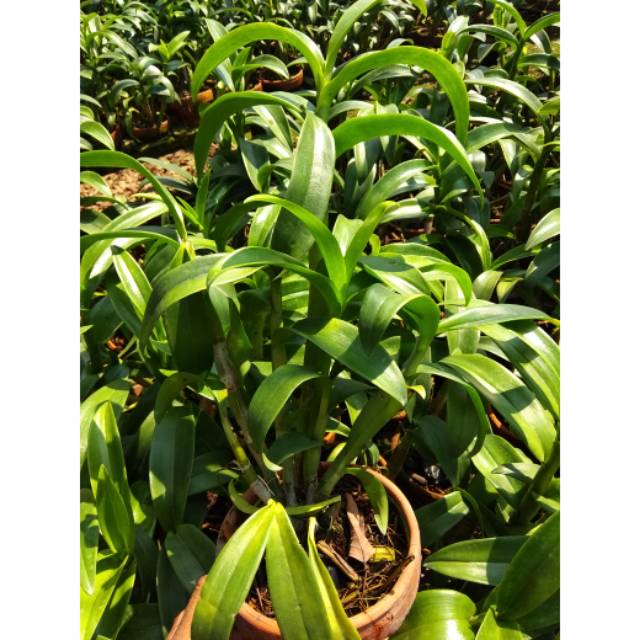 Anggrek Dendrobium RIMBUN