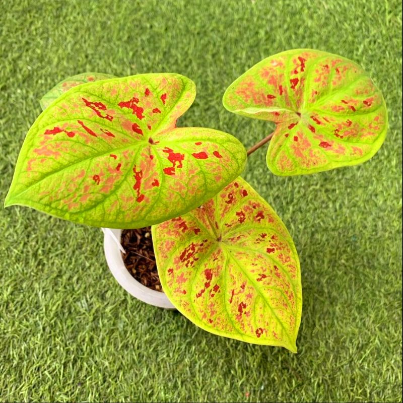 Tanaman Hias Caladium New Wave bibit