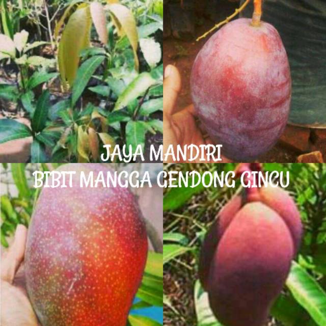 BIBIT MANGGA GEDONG GINCU (SUPER)