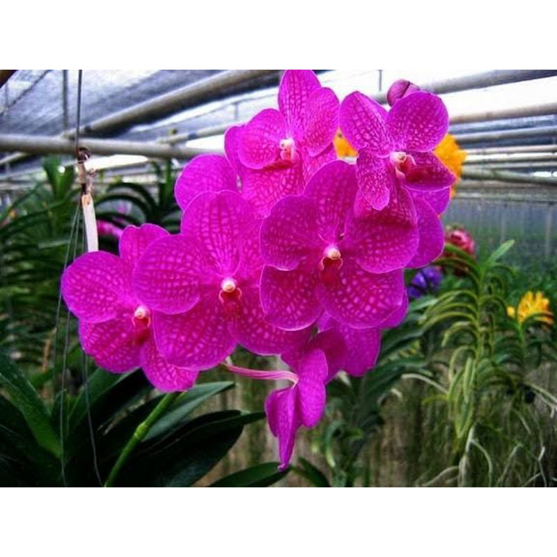 sedling anggrek Vanda hybrid