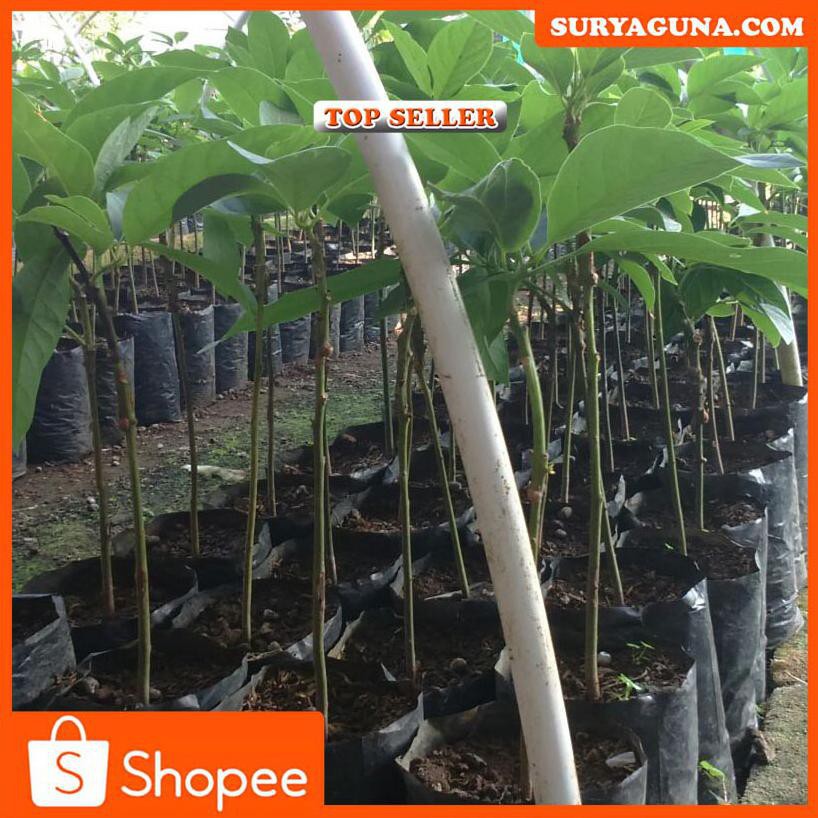 Jxc Bibit Alpukat Aligator Promo Benih Alpukat Aligator