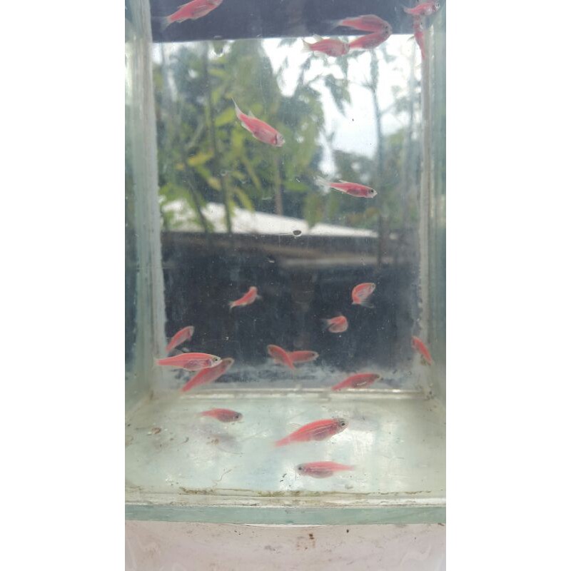 

danio zebra pink size m