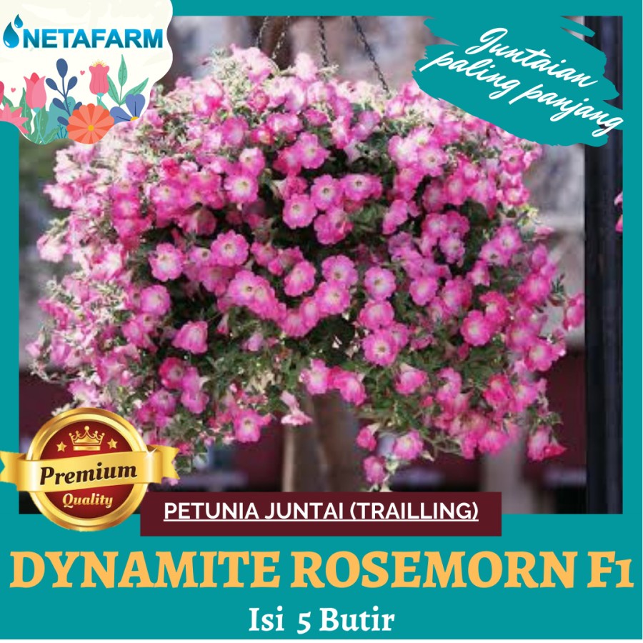 Benih Bunga Petunia Juntai (Trailling) Dynamite RoseMorn F1 - 5 Btr