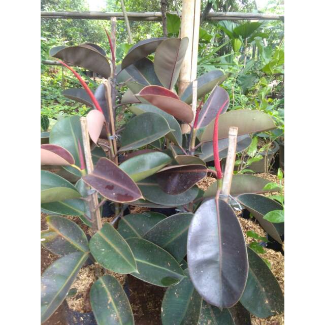 Tanaman karet kebo ficus elastica tanaman obat setruk obat herbal pohon beringin rubber plant