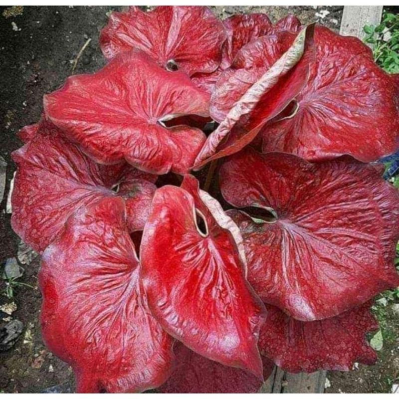 promo umbi caladium red Stardust