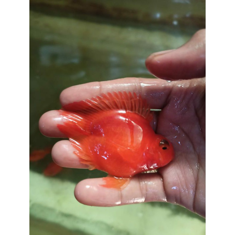 ikan perot buntut / parrot