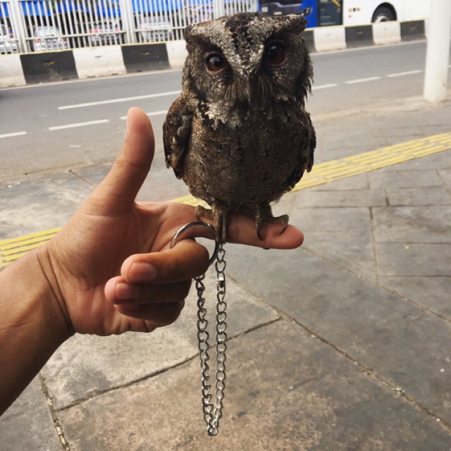 Burung Celepuk Shopee Indonesia