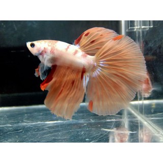 cupang halfmoon nemo koi galaxy super grade | shopee indonesia