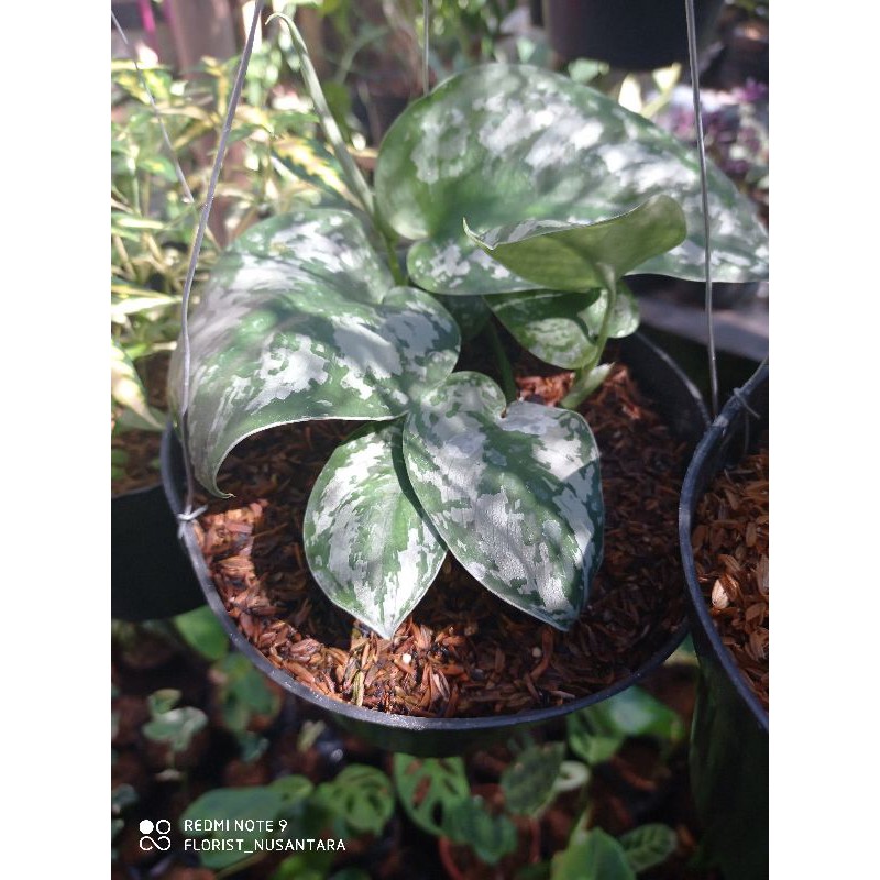 tanaman hias scindapsus exotica