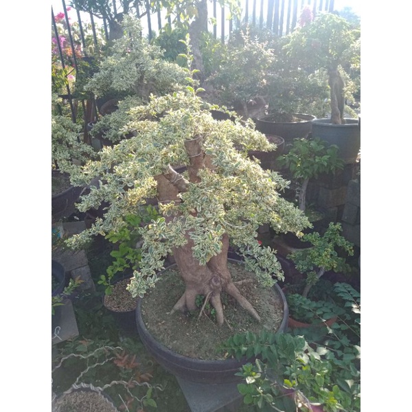 legistrum varigata bonsai jadi bonggol besar ukuran((L.) tinggal pajang