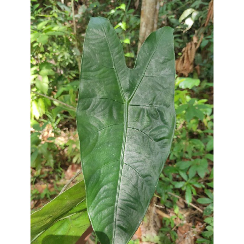 bonggol zebrina/alocasia zebrina