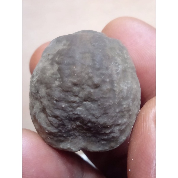 Muncang adu Yanti Raja Batok (tebal)