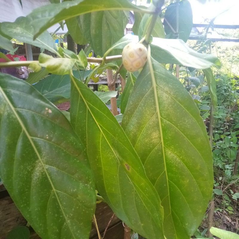 

daun mengkudu segar 250gram