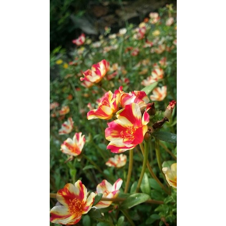 Krokot duna duni / mossrose / krokot kekinian / krokot murah