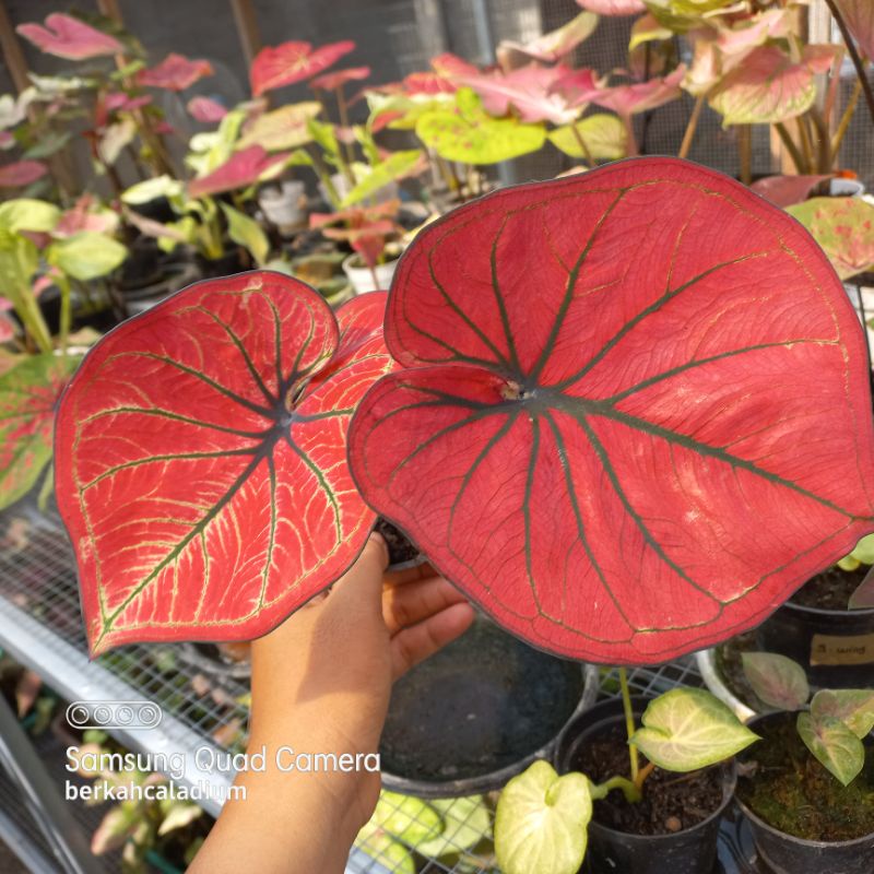 Bibit Caladium Mascota / Bibit Keladi Mascota Thai Series
