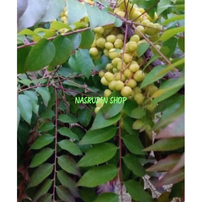 

[Fresh] DAUN CEREMAI CREMAI CAREMAI / JUAL DAUN buah ceremai