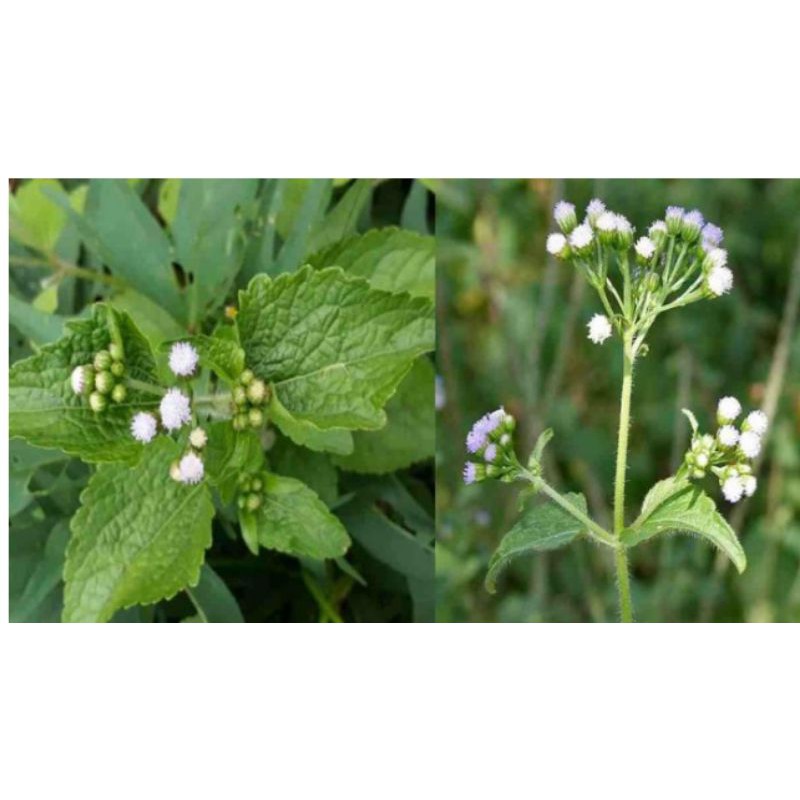 

daun balakacida/bandotan 500 gram