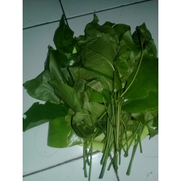 

daun melinjo muda/daun so