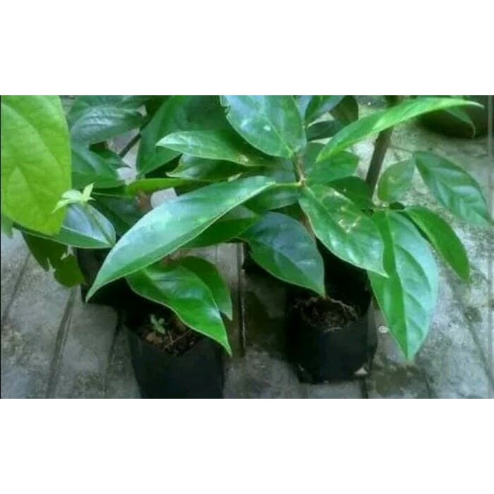 Bibit tanaman cincau jelly / Pohon cincau hijau rambat/ daun cincau