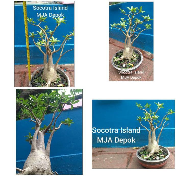 Adenium Arabicum / ADENIUM ARABICUM ratele992 Diminati Banget