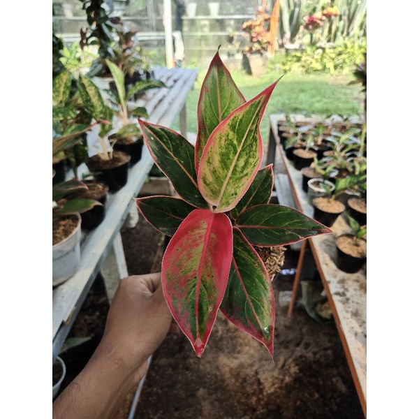 aglonema Siam Aurora