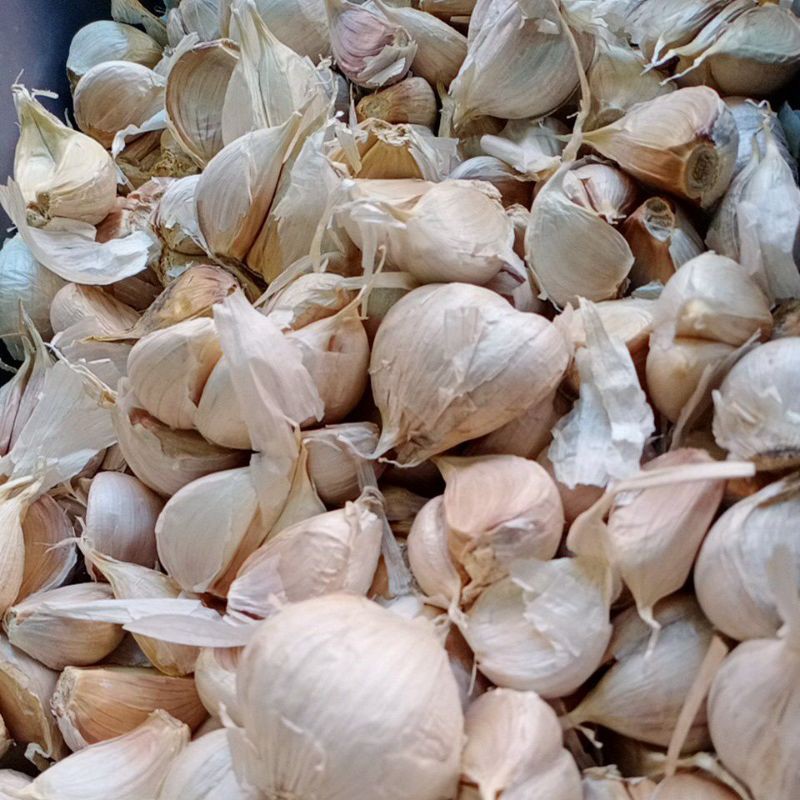 

Bawang Putih/Bawang putih kating