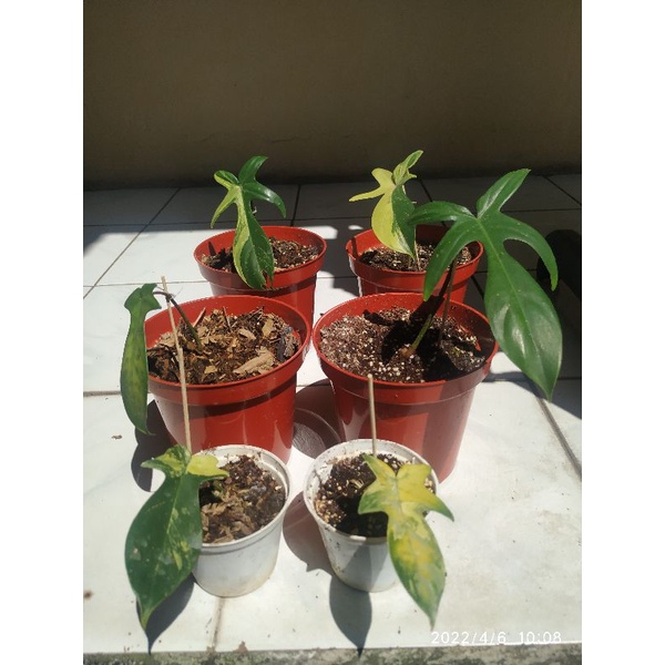 Florida Beauty (Flobe)