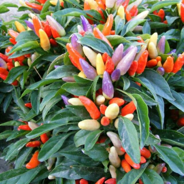 Benih Bibit Biji - Cabai Numex Easter Cabe Rainbow Pepper Seeds