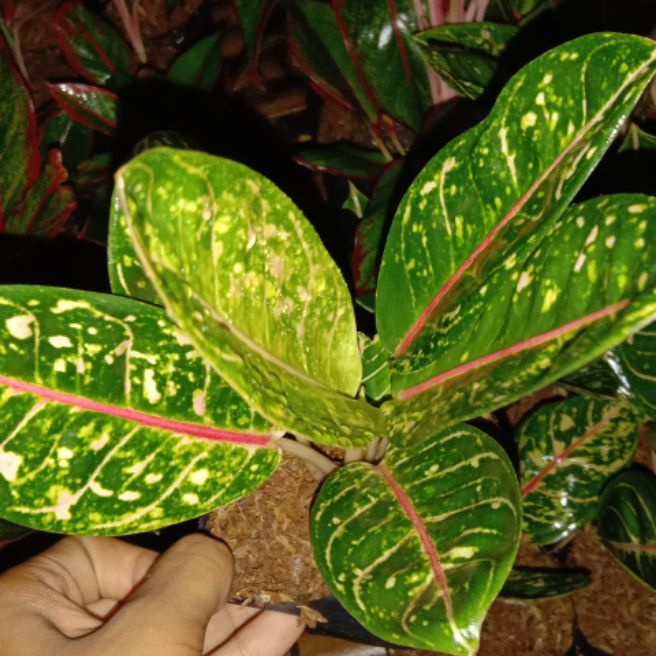 tanaman hias aglonema donacarmen - tanaman hias aglonema - aglonema donacarmen