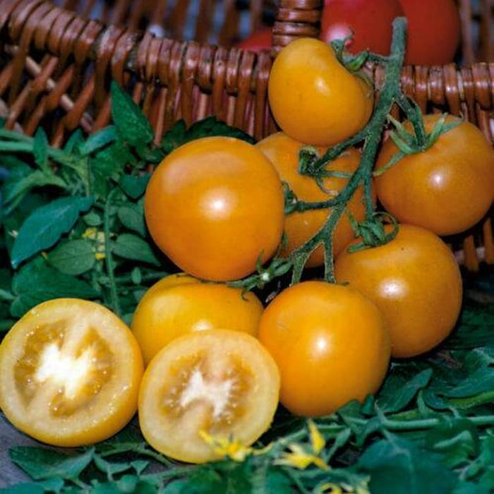 Benih Bibit Biji - Tomato Golden Sunrise Seeds - IMPORT