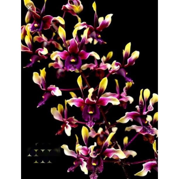 Dendrobium Tjandrawati Dendrobium Keriting Melintir Seedling Dendrobium Pra Remaja Usia 10 sampai 10