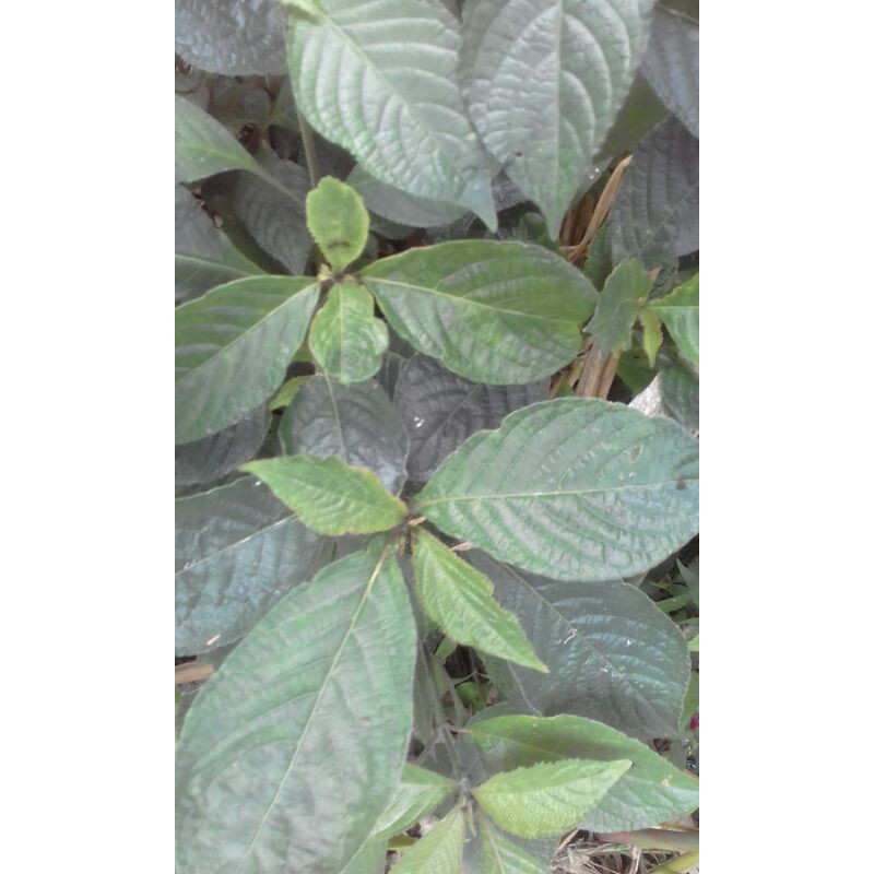 

daun keji beling atau pecah beling 1kg