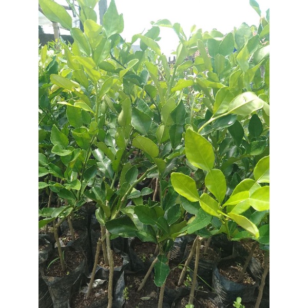 pohon jeruk limau