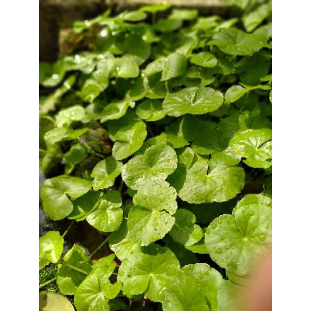 Adamin tanaman aquascape hiasan aquarium aksesoris aquascape tanaman hidup