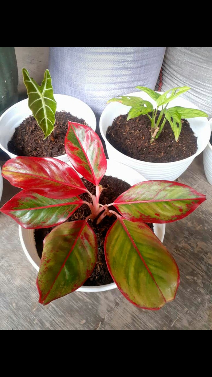 Bisa Cod Gamis Batik Kombinasi Terbaru/ Gamis Batik Standar / Baju Muslimah Wanita