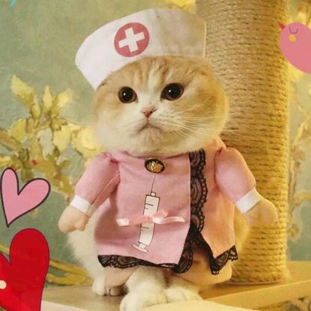 Kostum kucing perawat/nurse  Shopee Indonesia