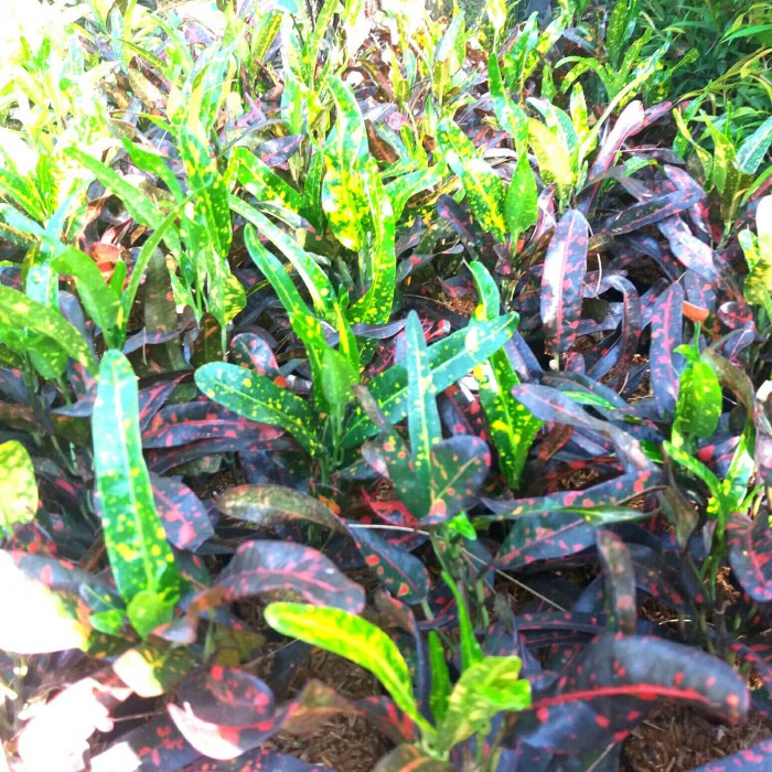 Tanaman Hias puring cabe merah - puring cabe - pohon puring