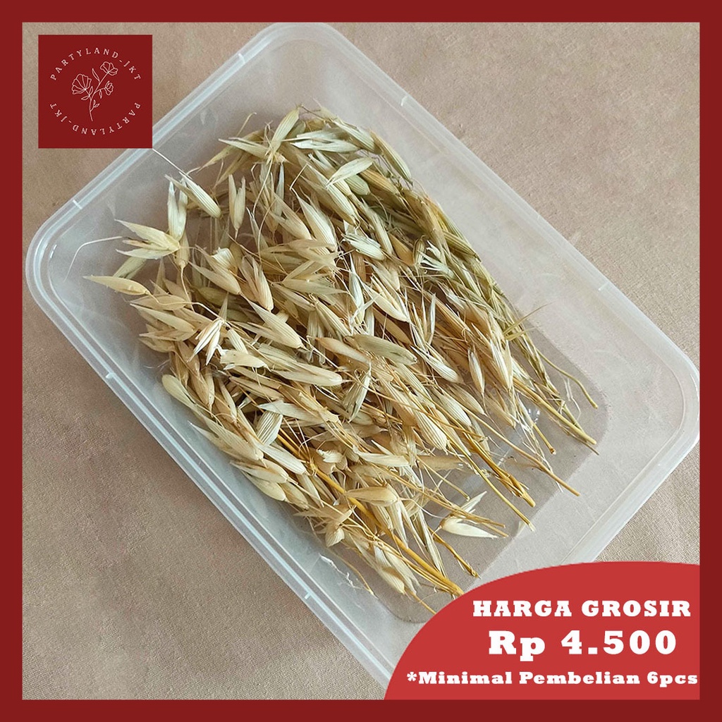 DIY Dried Oat Grass Box Dekorasi Hiasan Buket Seserahan Daun Kering Asli