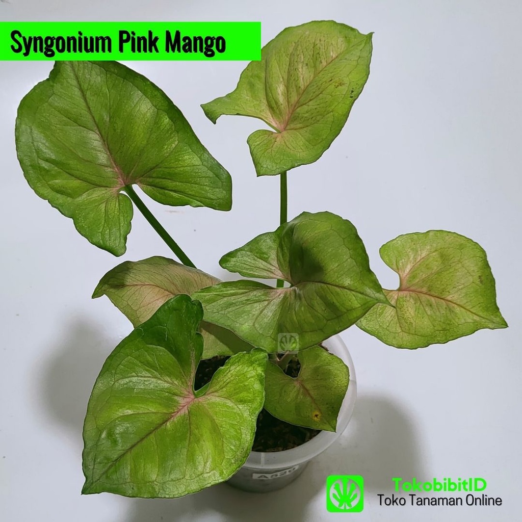 Tanaman Hias Syngonium Pink Mango