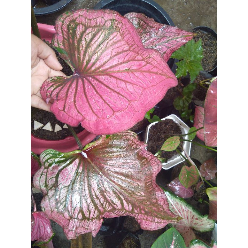 Keladi Invinity Caladium Thailand Tanaman Hias Keladi Pink kemerahan