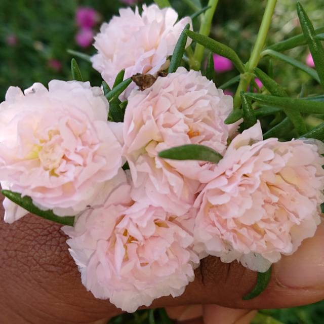 BUNGA HIAS KROKOT MOSSROSE PORTULACA SUTRA BOMBAY SOFTPINK /KROKOT STEK BATANG SOFTPINK