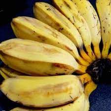 

pisang kepok sisir