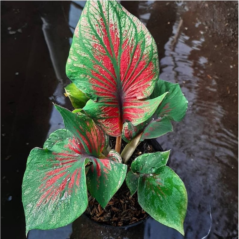 Keladi Red Ceria Ganda | Tanaman Hias Caladium / Keladi Super Red Ceria Daun Ganda